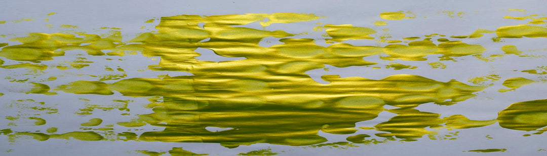 chartreuse